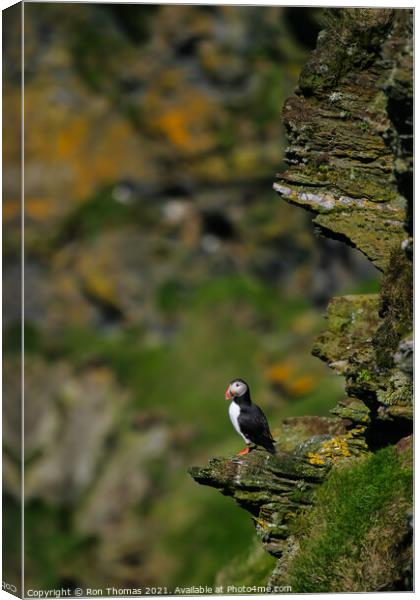 A Puffin Sitting on a Rock Outcrop Canvas Print by Ron Thomas