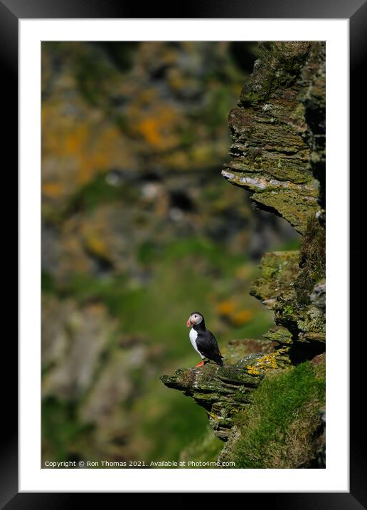 A Puffin Sitting on a Rock Outcrop Framed Mounted Print by Ron Thomas