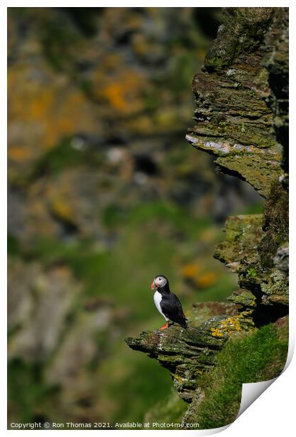 A Puffin Sitting on a Rock Outcrop Print by Ron Thomas
