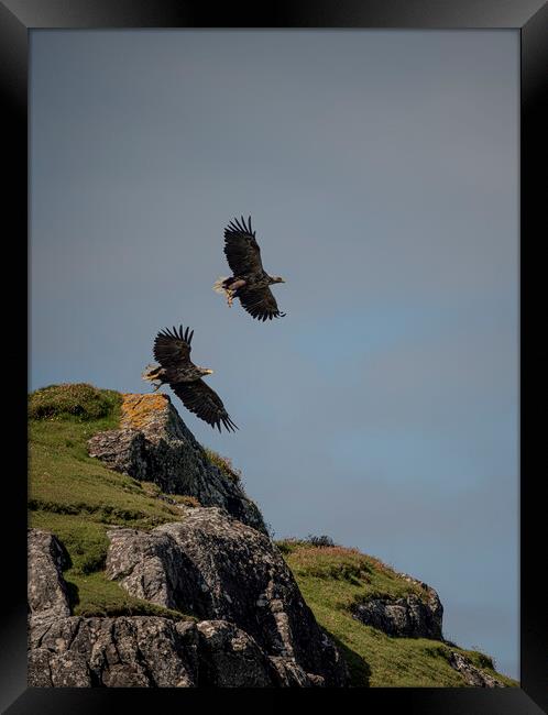Sea Eagle Duo Framed Print by Jamie Scott