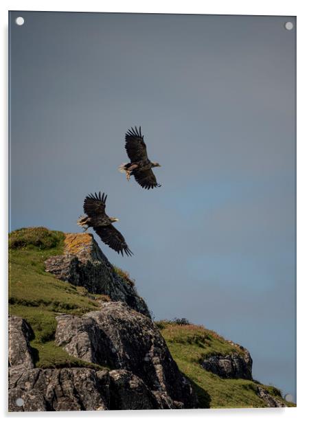 Sea Eagle Duo Acrylic by Jamie Scott