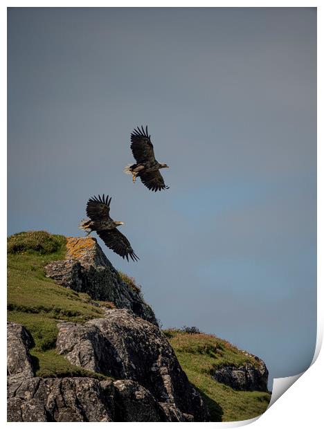Sea Eagle Duo Print by Jamie Scott