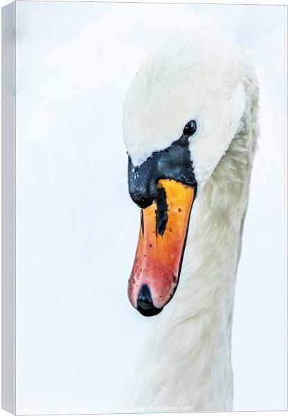 Abstract swan Canvas Print by Ali Marley