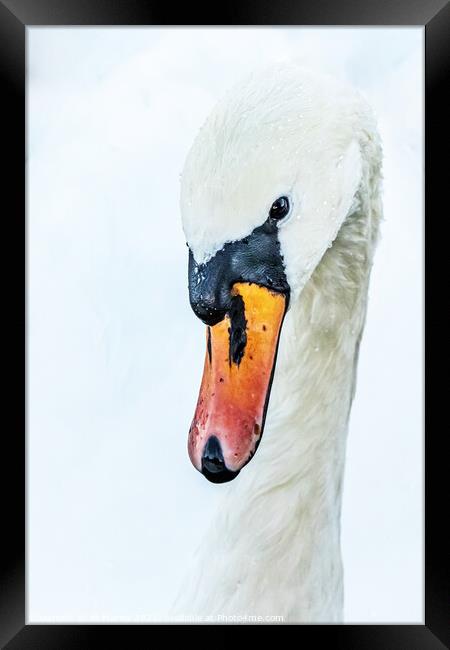 Abstract swan Framed Print by Ali Marley