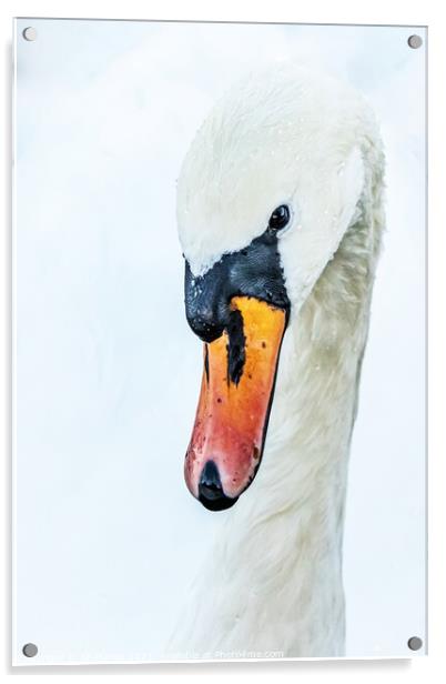 Abstract swan Acrylic by Ali Marley