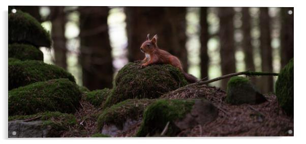 Red Squirrel taking a rest  Acrylic by Jamie Scott