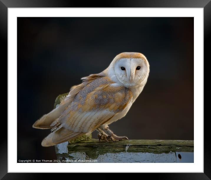 Barn Owl Framed Mounted Print by Ron Thomas
