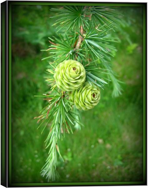 Two Lone Cones in Green. Canvas Print by Heather Goodwin