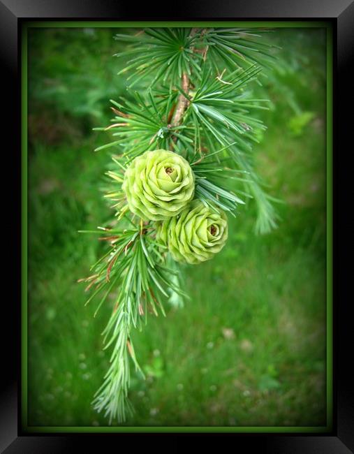 Two Lone Cones in Green. Framed Print by Heather Goodwin
