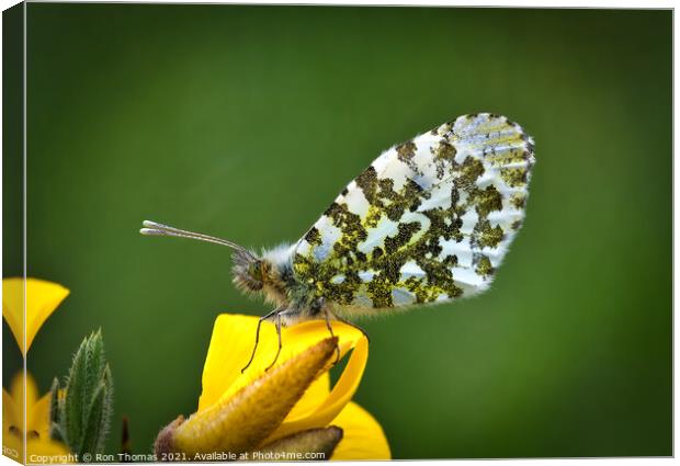 Orange Tip Butterfly Canvas Print by Ron Thomas