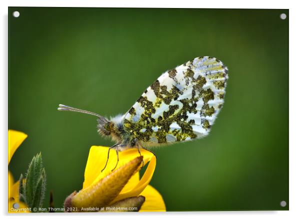 Orange Tip Butterfly Acrylic by Ron Thomas