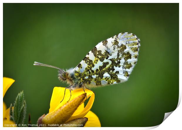 Orange Tip Butterfly Print by Ron Thomas