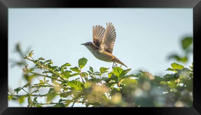 Sedge Warbler Takes Flight Framed Print by Jamie Scott