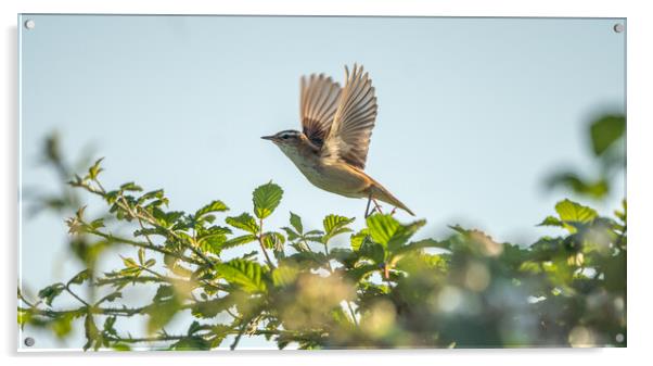 Sedge Warbler Takes Flight Acrylic by Jamie Scott