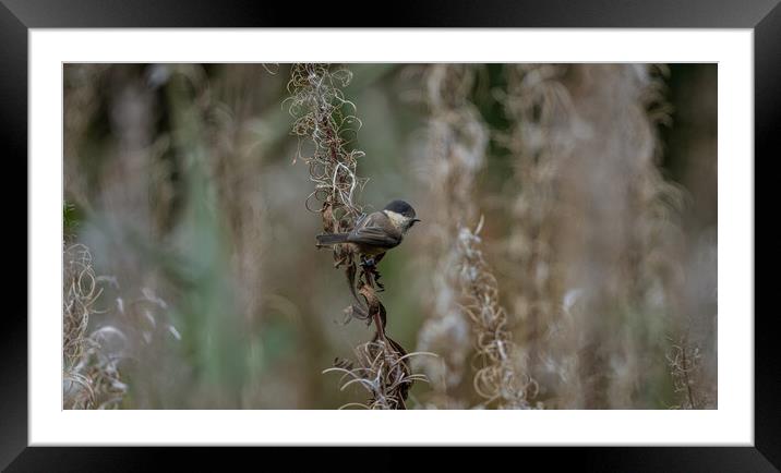 Willow Tit  Framed Mounted Print by Jamie Scott