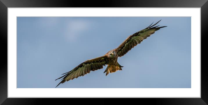 Red Kite In Flight Framed Mounted Print by Jamie Scott