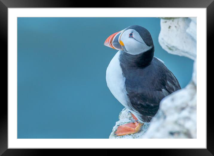 Lone Puffin Framed Mounted Print by Jamie Scott