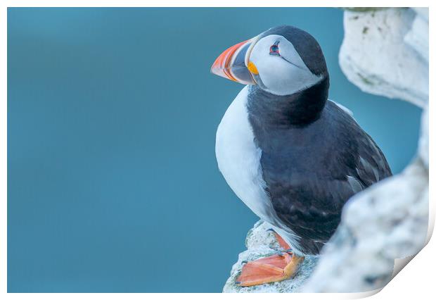 Lone Puffin Print by Jamie Scott