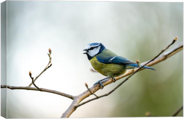 Blue Tit making song Canvas Print by Jamie Scott