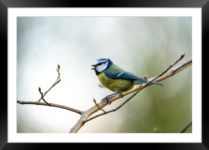 Blue Tit making song Framed Mounted Print by Jamie Scott