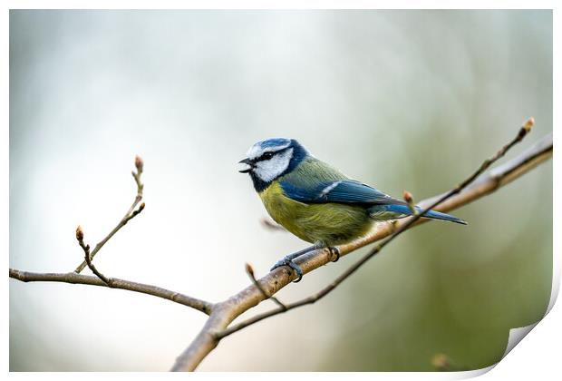 Blue Tit making song Print by Jamie Scott