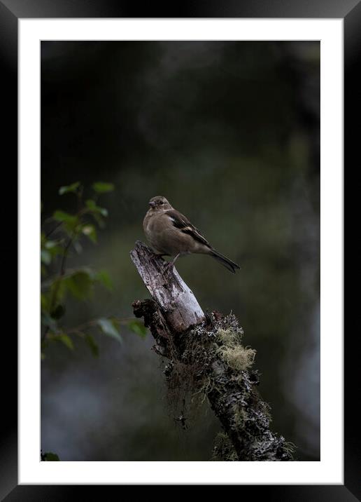 Female Chaffinch  Framed Mounted Print by Jamie Scott