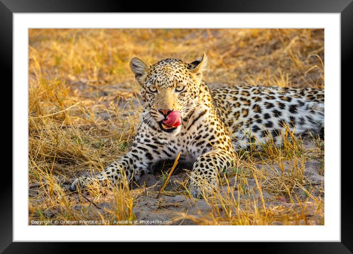 A leopard laying in grass licking her lips Framed Mounted Print by Graham Prentice