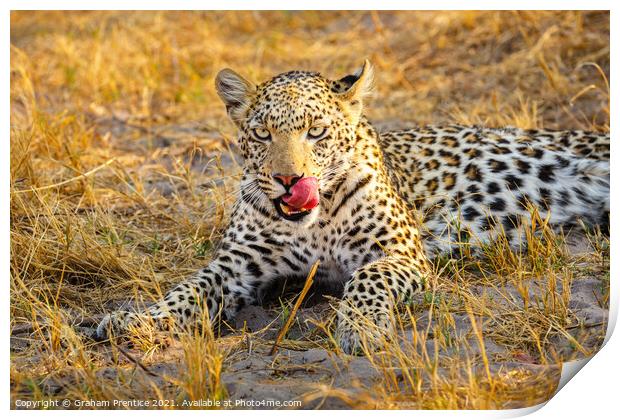 A leopard laying in grass licking her lips Print by Graham Prentice