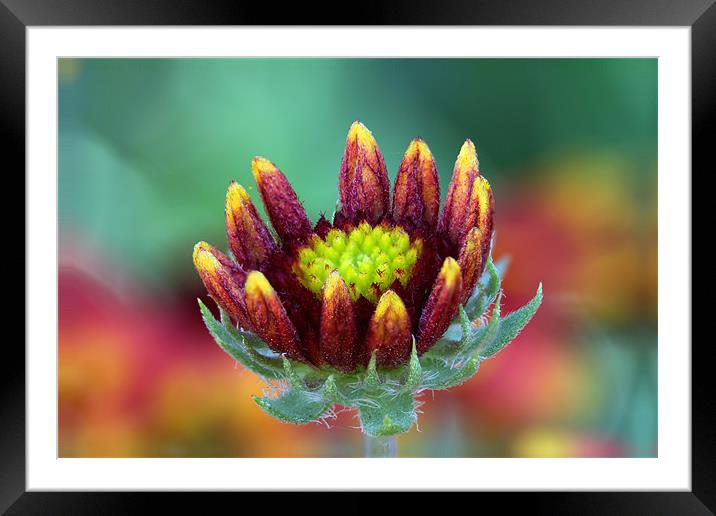 Gazania bud Framed Mounted Print by Matthew Bates