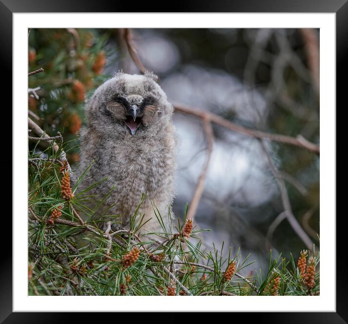 Long Eared Owl Chicklet Framed Mounted Print by Jamie Scott