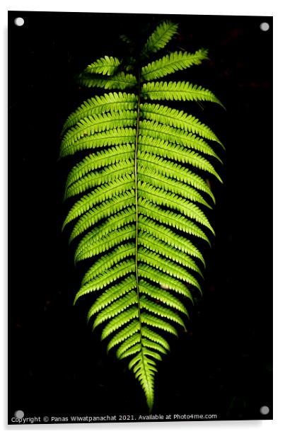 Plant leaves Acrylic by Panas Wiwatpanachat