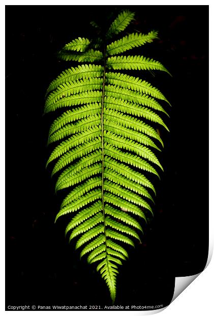 Plant leaves Print by Panas Wiwatpanachat