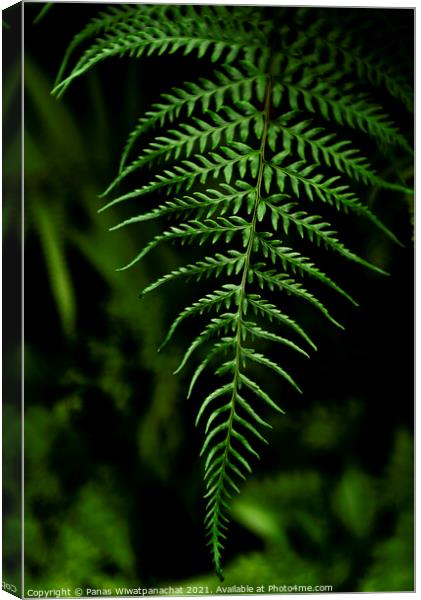 Ancient Forest Canvas Print by Panas Wiwatpanachat