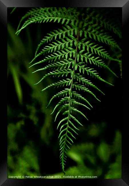 Ancient Forest Framed Print by Panas Wiwatpanachat