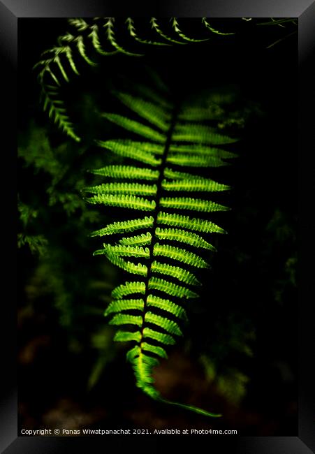Glowing Green Framed Print by Panas Wiwatpanachat