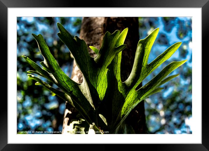 Tropical Green Framed Mounted Print by Panas Wiwatpanachat
