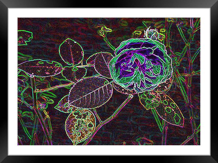 Digital Rose Framed Mounted Print by Trevor Kersley RIP