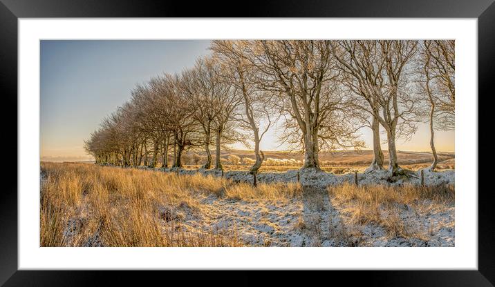 Ice encrusted trees in the rising sun Framed Mounted Print by Shaun Davey