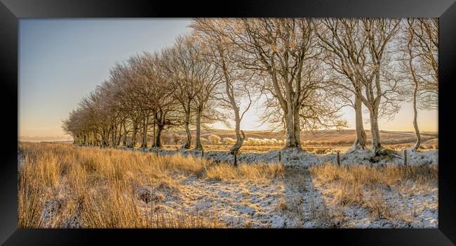Ice encrusted trees in the rising sun Framed Print by Shaun Davey