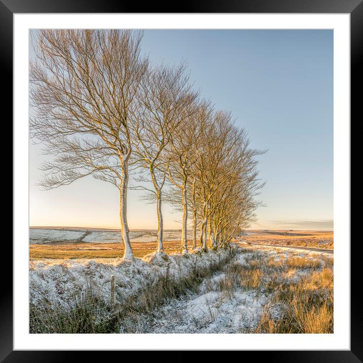  Ice encrusted trees in the rising sun Framed Mounted Print by Shaun Davey