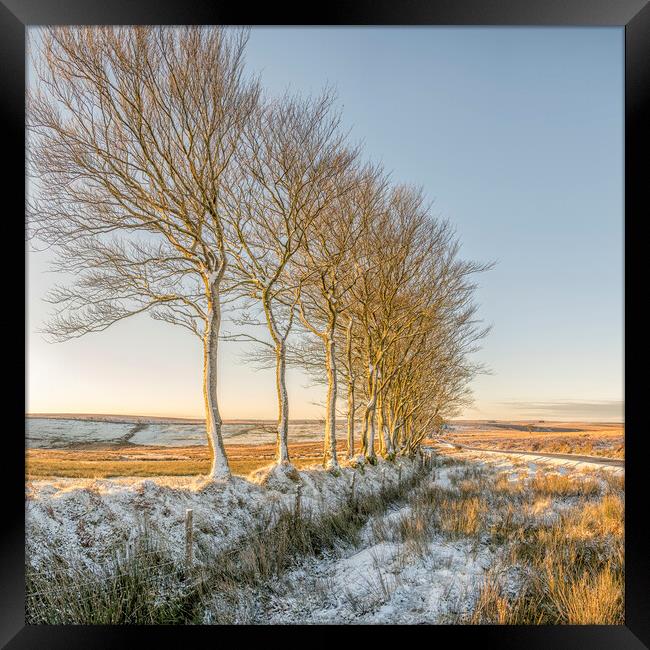  Ice encrusted trees in the rising sun Framed Print by Shaun Davey