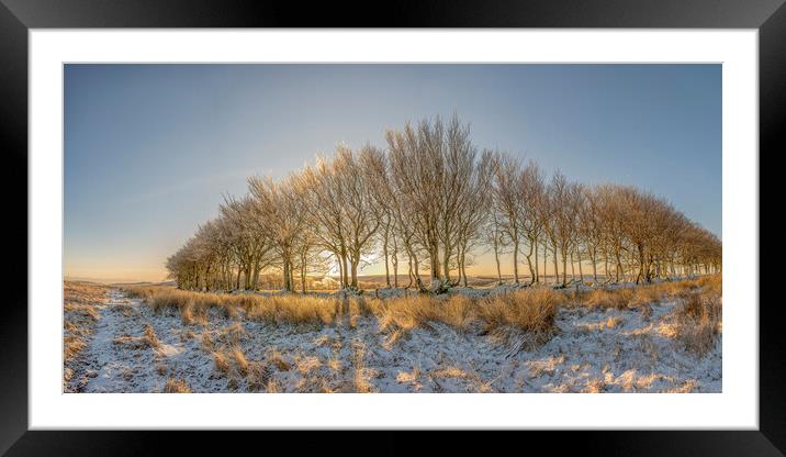 Ice encrusted trees in the rising sun Framed Mounted Print by Shaun Davey