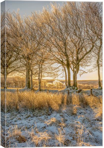 Ice encrusted trees in the rising sun Canvas Print by Shaun Davey