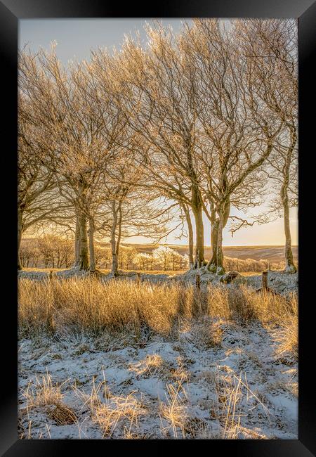 Ice encrusted trees in the rising sun Framed Print by Shaun Davey