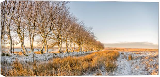 Ice encrusted trees in the rising sun Canvas Print by Shaun Davey