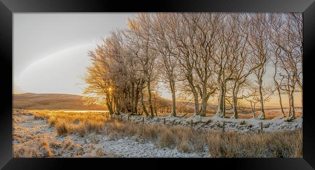 Ice encrusted trees in the rising sun Framed Print by Shaun Davey