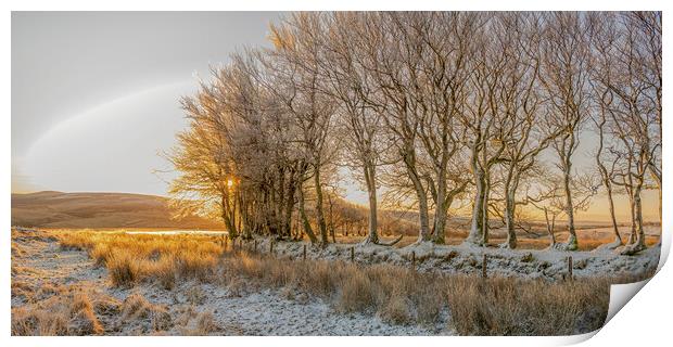 Ice encrusted trees in the rising sun Print by Shaun Davey