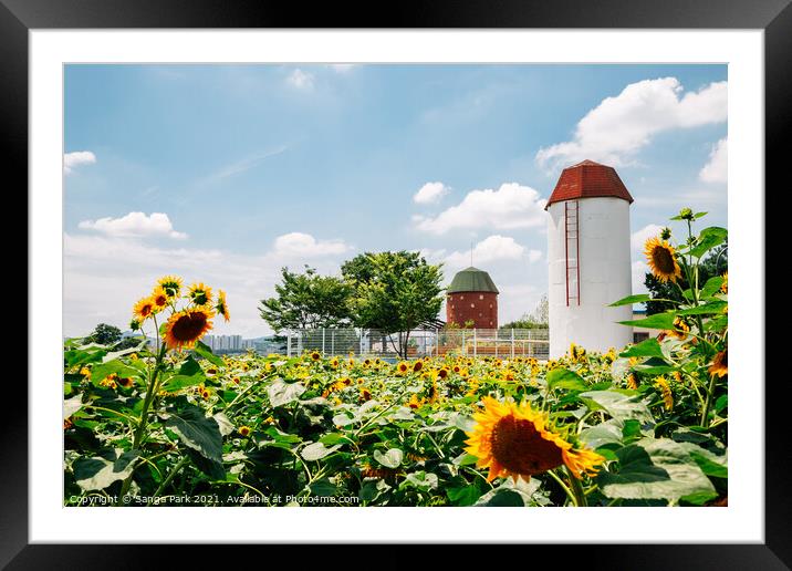 Sunflower field at summer Framed Mounted Print by Sanga Park