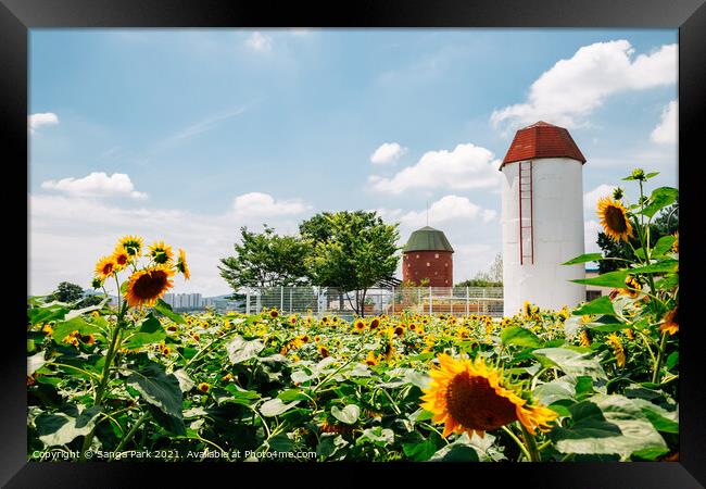 Sunflower field at summer Framed Print by Sanga Park