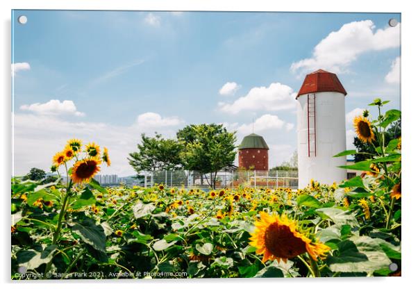 Sunflower field at summer Acrylic by Sanga Park